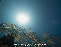 Yellowtail snappers (Ocyurus chrysurus) taken in ras nasr... by Stephan Kerkhofs 